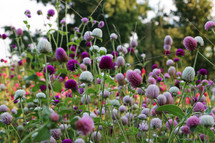 purple clover wildflowers 