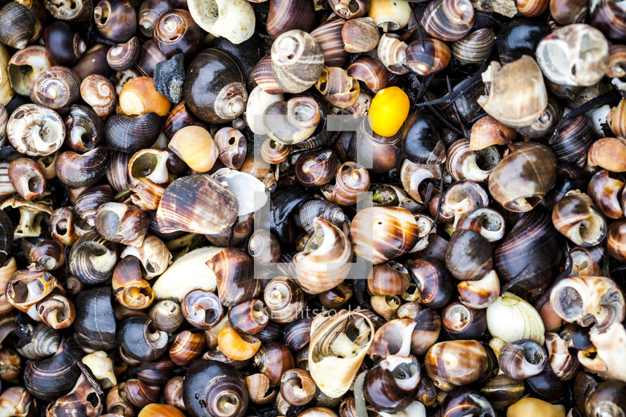 shells background 