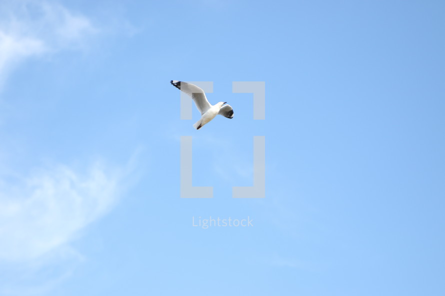soaring seagull 