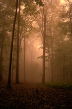 morning fog in a forest 