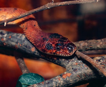 palerosophis atriceps or Diadem Snake, Royal Snake