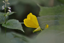green leaves and yellow flower 