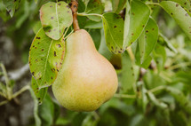 pear on a tree 