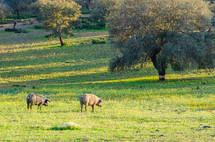 pig in grassland, Extremadura, Spain
