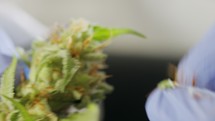 Macro shot of medical Cannabis trimming in a growing greenhouse