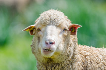 sheep closeup 