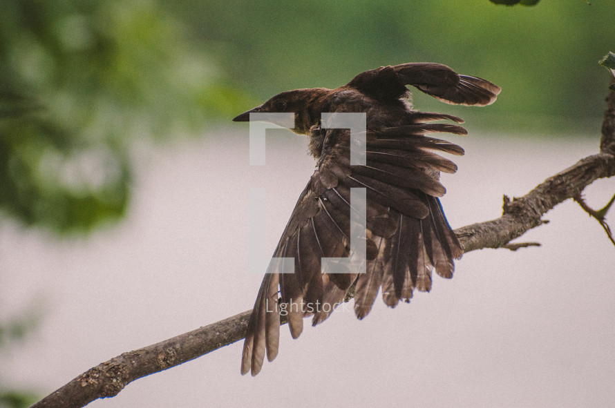 Bird perched on a tree limb launching into flight.