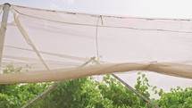 Grape vines growing under a net house in the Negev desert in Israel