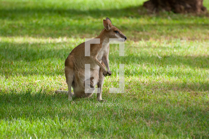 A mother wallaby with her joey peeking out of her pouch on a grassy riverbank.