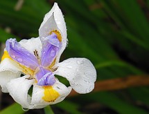 An iris wet from raindrops. 