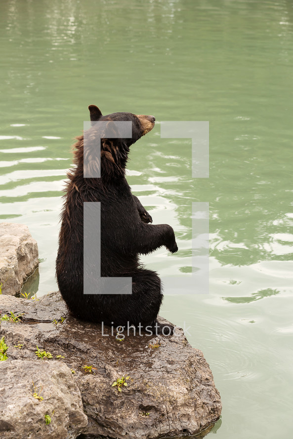 A black bear sitting on a rock by a river.