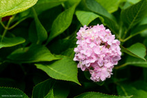 A pink hydrangea bloom amid green leaves.