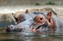 Head shot of a hippopotamus in the water