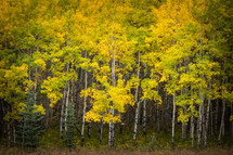 autumn aspen forest 