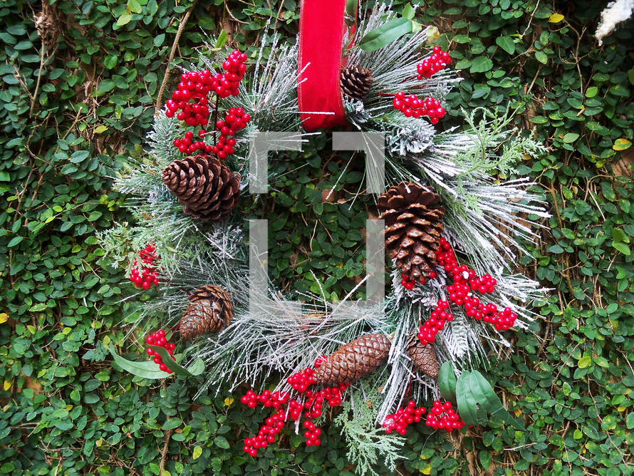 A red ribbon holding a Christmas wreath made out of evergreen, bluespruce, pine tag needles, pine cones, red berries mounted and framed against a wall of green plants. 