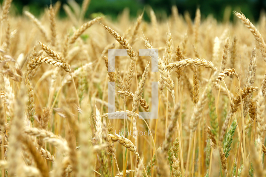 golden wheat grains in a field 
