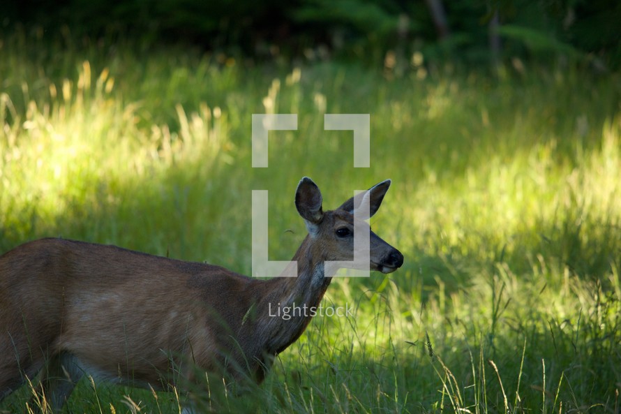 Deer walking through a grassy field.