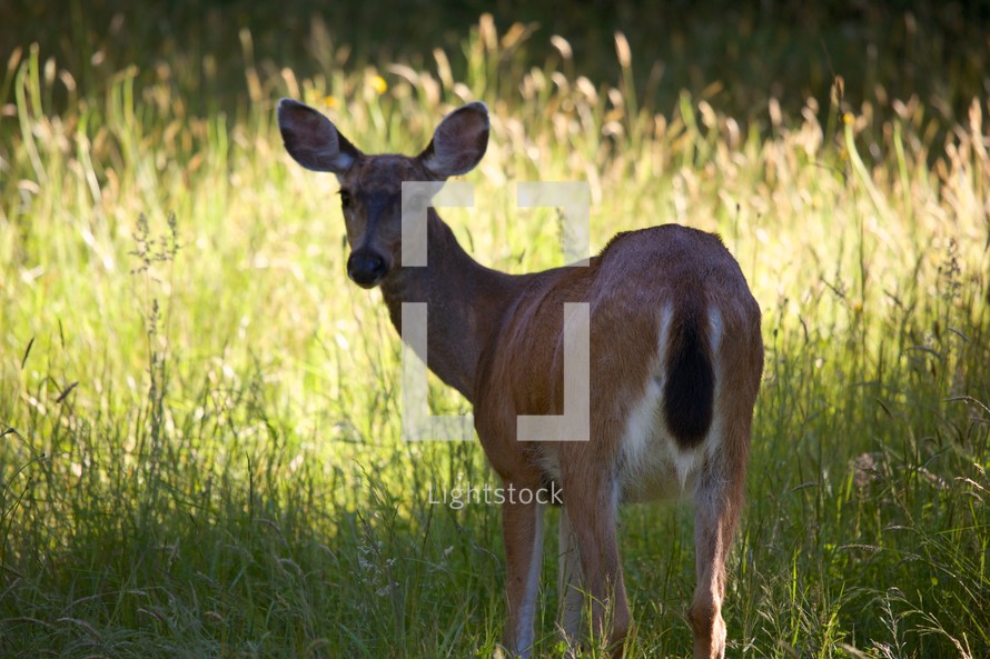 Deer standing in a field.