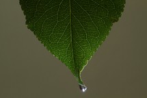 dew drop at the tip of a green leaf