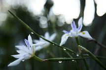 Wildflowers dripping with raindrops 