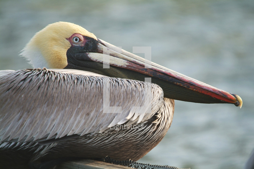 Profile of a pelican