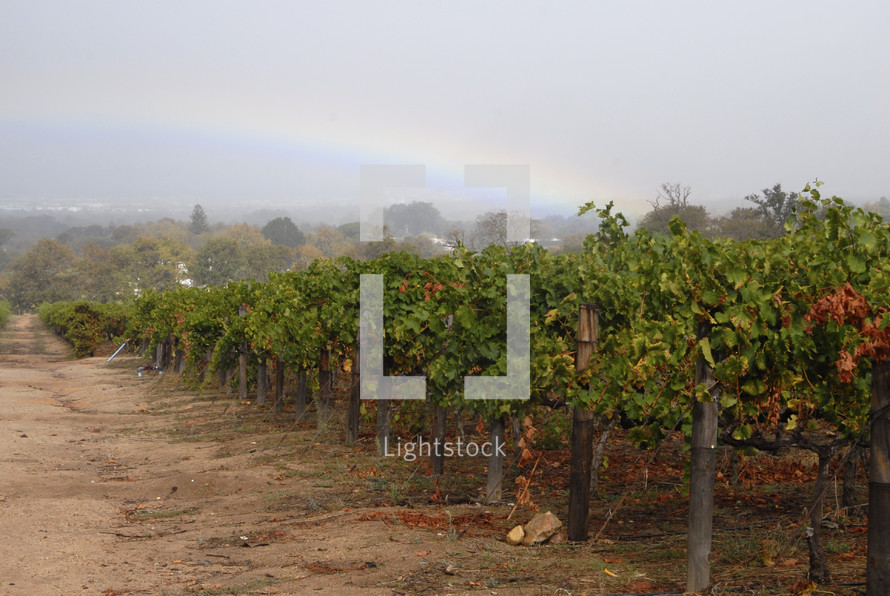 rainbow over a grape vineyard