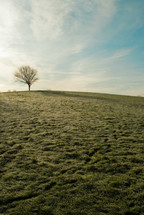 Tree on green grass hill