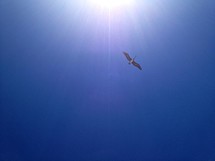 Bird soaring in sunny blue sky.