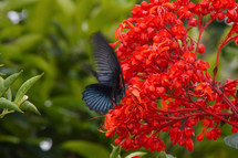 A butterfly lands on bright red flowers