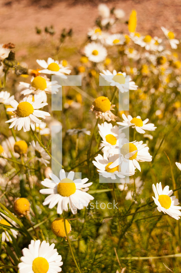 Field of daisy's