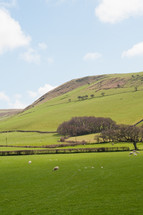 hillside with sheep grazing in field
