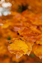 Yellow leaves in the Fall