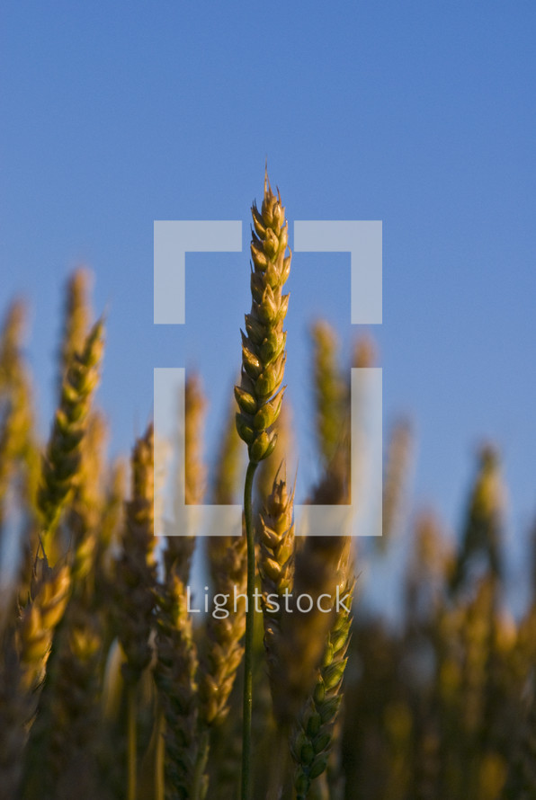 A wheat field close up silhouetted against a blue sky ready for harvest