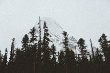 snow capped mountain peak and pine trees 