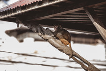 monkey in Tibet