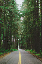 rural road through a pine forest 