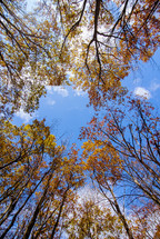 looking up at fall trees 