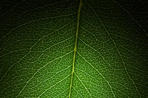 veins on a green leaf