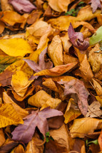 pile of colorful fall leaves yellow purple brown orange