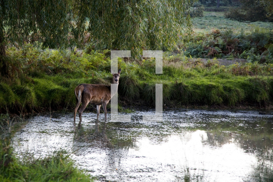 Deer in the pond