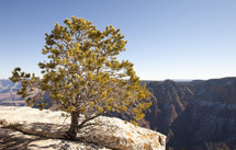 A tree growing from the rock on the edge of a cliff