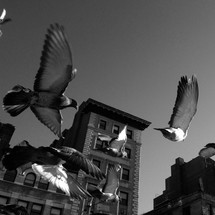 Pigeons flying 