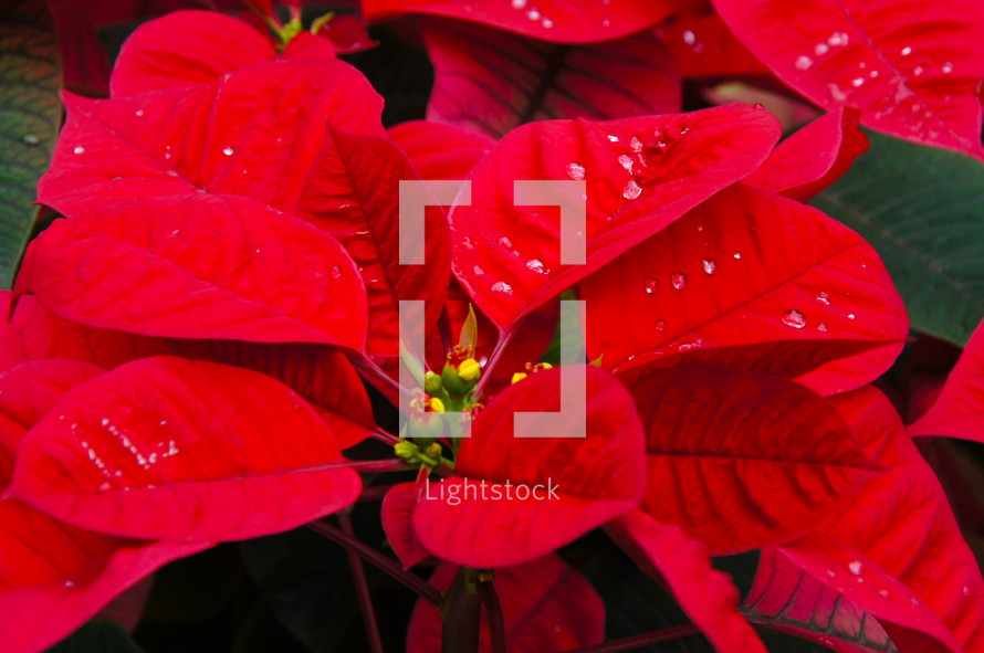 Red poinsettia leaves.