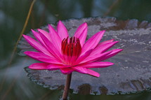 lotus flower in full bloom