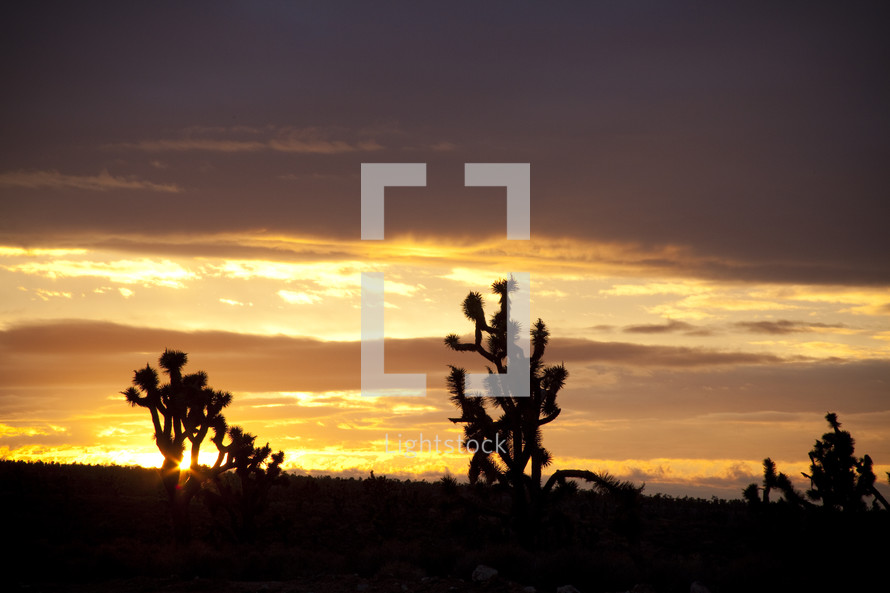 Silhouette of cactus at sunset.
