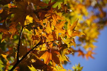 Fall leaves. Change, autumn, orange, tree, maple.