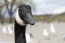 A close-up of the face of a goose