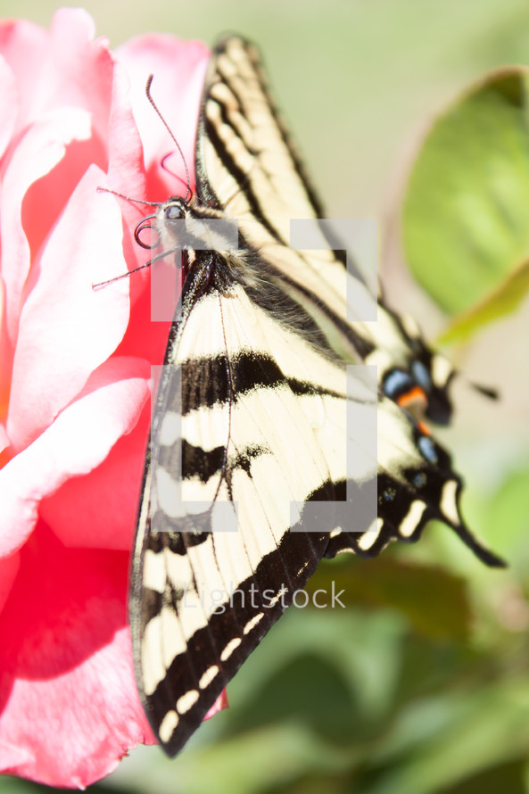 A butterfly on a pink flower