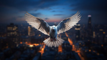 Dove in flight over a city. 