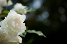 white blooming rose